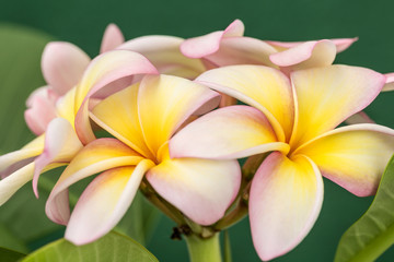 Plumeria