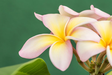 Plumeria