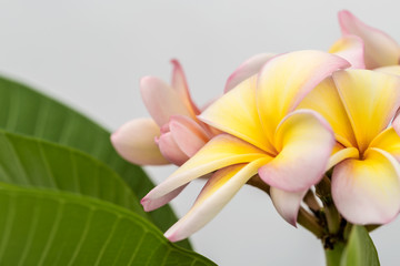 Plumeria