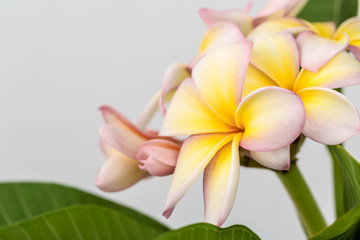 Plumeria