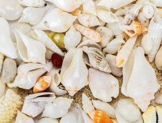 sea shells