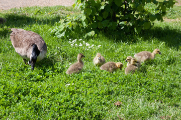 Canada Goose (branta canadensis) and goslings on the banks of the River Thames