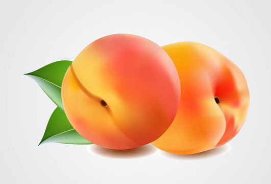 Two ripe peach fruit with leaves. Vector illustration.