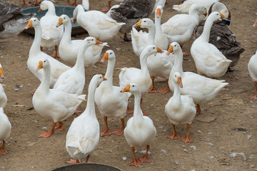 Obraz premium Geese at a farm