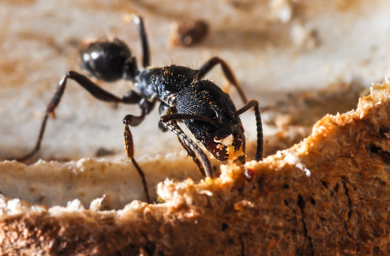 Pheidole, Ant, Black Ant