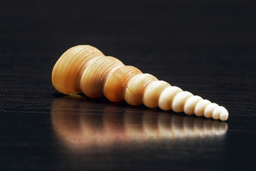 sea ​​shells