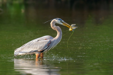 Fototapeta premium The grey heron (Ardea cinerea) with caught fish