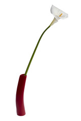 white calla lily flower