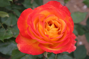 バラ　あかぎの輝き