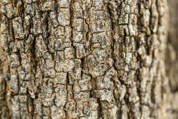 Fototapeta premium Bark tree texture in the nature garden.