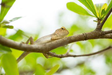 Lizard animal holding on the tree