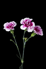 three pink carnation on dark