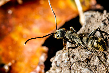 black ant concept