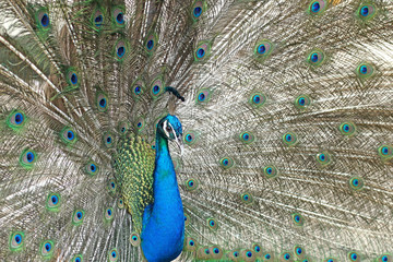Fototapeta premium peacock with feathers out