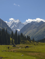 Herd of horses grazing in picturesque mountains in Tian Shan mountain, Karakol, Kyrgyzstan, Central Asia. Horses grazing on sunny meadow in the valley Jety-Oguz