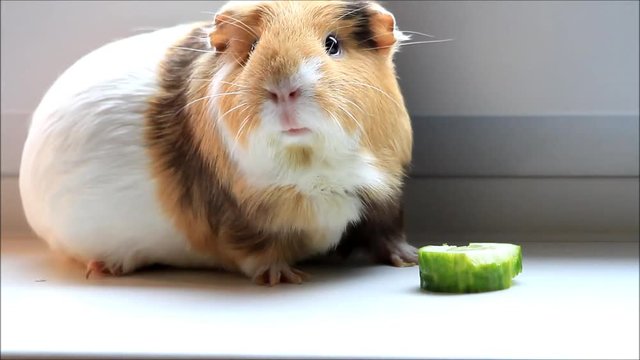 pet guinea pig nibbling cucumber, time lapse
