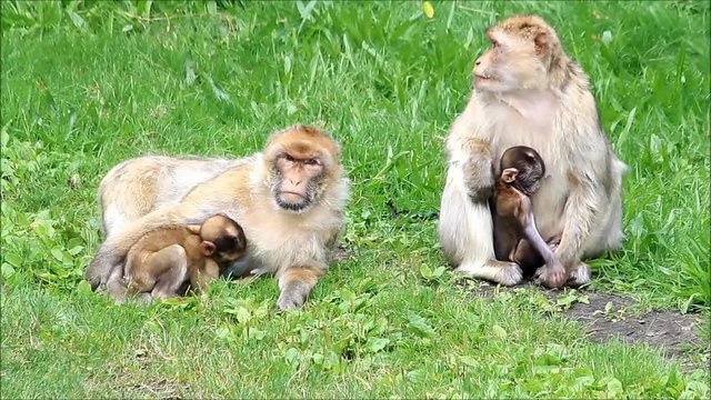 monkeys Macaca sylvanus with her babies
