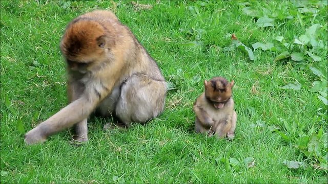 monkey Macaca sylvanus with her baby
