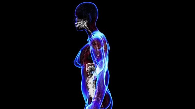 All human body systems. Transition female body - digestive system - body. Loop
