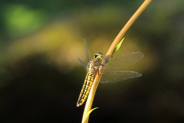 ハラビロトンボ