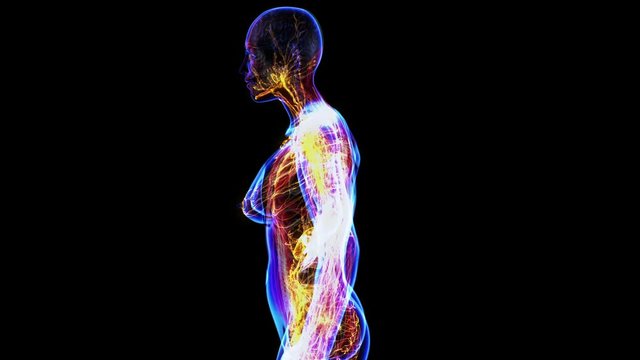 All human body systems. Transition body - female lymphatic system - body. Loop
