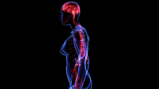 Female nervous system. Loop
