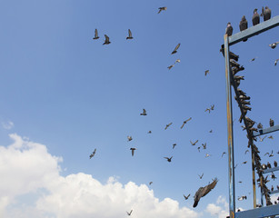Pigeons flying in front of Yeni mosque in Eminonu/Istanbul