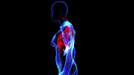 Female  respiratory system. Loop
