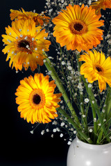 Golden Gerberas (Asteraceae)