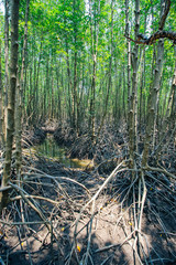 Tung Prong Thong 24 March 2016 : 