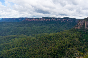 Obraz premium Australian eucalyptus forest of Blue Mountains National Park
