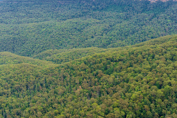 Fototapeta premium Aerial view of eucalyptus forest