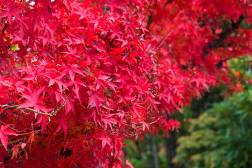 Autumn red maple leaves close up background