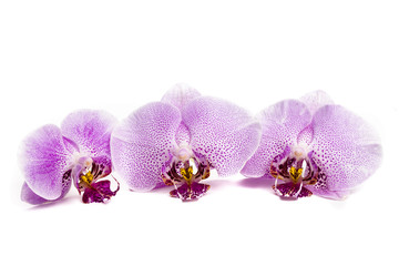 Fototapeta na wymiar three little pink orchids