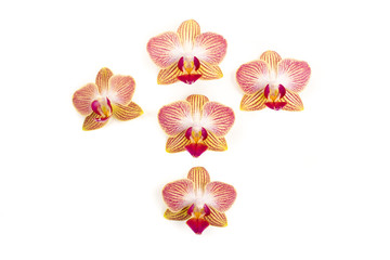 happy little orchids