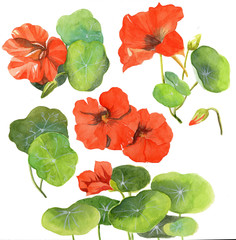 watercolor painting illustration nasturtium flower floral plant