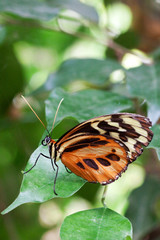 Large Tiger Butterfly (lycorea cleobaea)