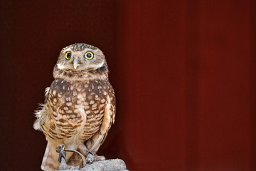 Western Screech Owl