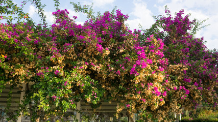 Fototapeta na wymiar Blossoming bush with some fading flowers