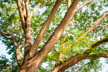 The Under the shade of tall trees in tropical