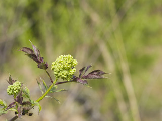 Flower buds and leaves of red elderberry, Sambucus Racenosa, on branch with bokeh background macro, selective focus, shallow DOF