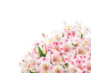 Pink flowers on white background with copy space.