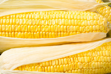 Close up of fresh corn