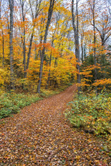Fototapeta premium collection of beautiful colorful autumn leaves green yellow ora