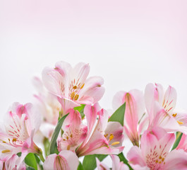 Obraz na płótnie Canvas Pink flowers on white background with copy space.