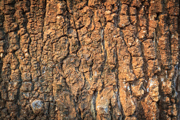 Tree bark texture at sunset. Bark pattern. Texture of wood background.