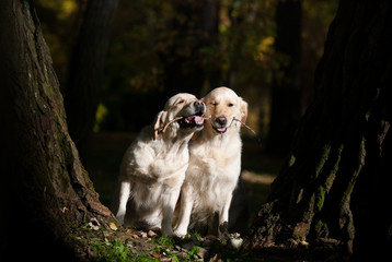 Two dogs are chewing a stick