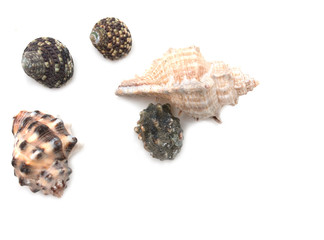 seashells on a white background