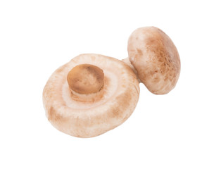 mushrooms on a white background