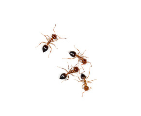 ants on a white background
